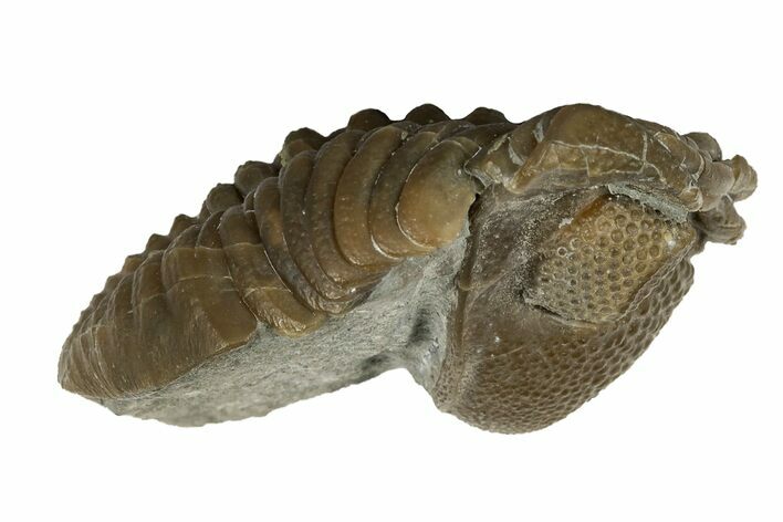 Wide, Folded Eldredgeops Trilobite Fossil - Ohio #188893